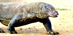 Komodo dragon ( Varanus komodoensis ) with the  forked tongue