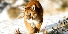 Mountain Lion
