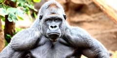 Gorilla - silverback gorilla