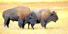 Bison or American buffalo, one of America's largest mammals