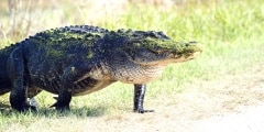 American Alligator walking