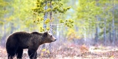 Brown bear in the taiga