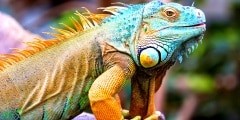 Green Iguana (Iguana iguana)