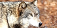 North American Gray Wolf