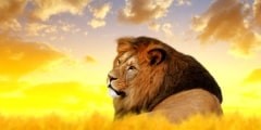 Big male lion on the savannah at sunset.
