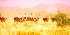 Herd of ostriches running in haze at savannah