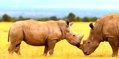 african wildlife