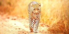 Leopard walking towards the camera.