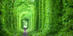 Fantastic Real Tunnel of Love, green trees and the railroad
