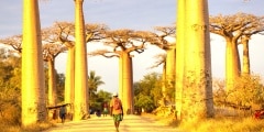 Baobab Alley in Madagascar, Africa. Beautiful and colourful landscape with baobab in background.