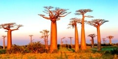 Field of Baobabs