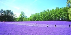 Lavender Flower Fields in Hokkaido, Japan
