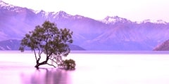 That Wanaka Tree