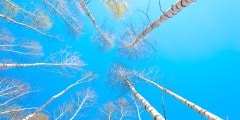 Spring landscape birch forest. April. Birches with the unblown leaves