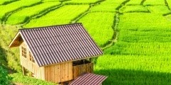 Green farm